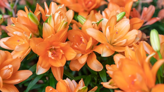 Flor de mini tulipán naranja en un jardín.