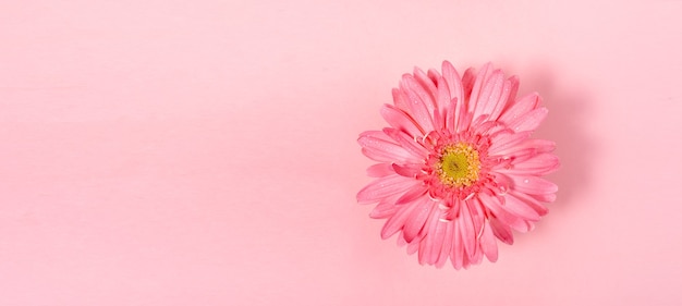 Flor mínima gerbera rosa pastel.