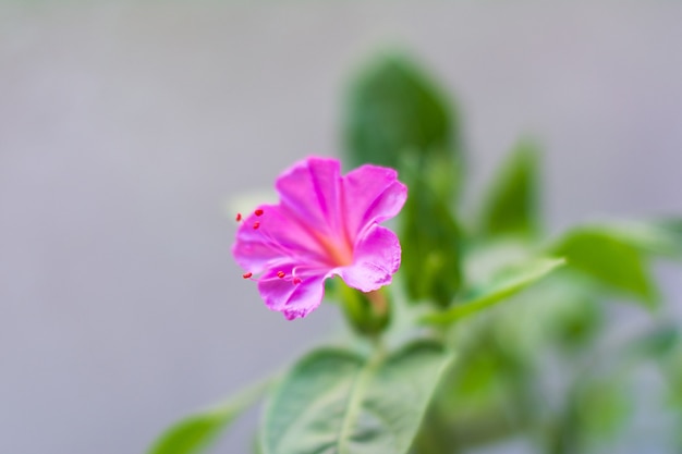 Flor Mirabilis, color rosa, enfoque selectivo