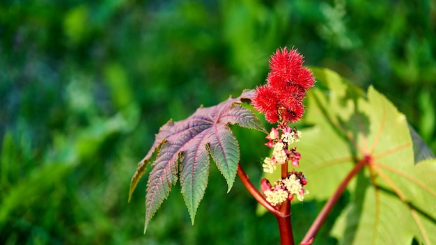 Flor moelleux roja. Verano en Tomsk Siberia.