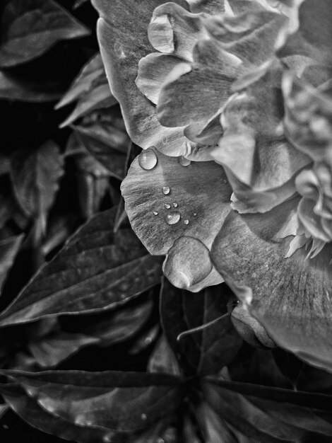 Foto flor molhada cortada no campo