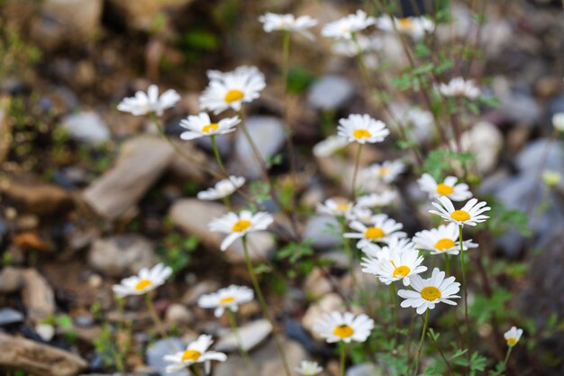 Flor de montaña en la región del Cáucaso en tierra de piedra