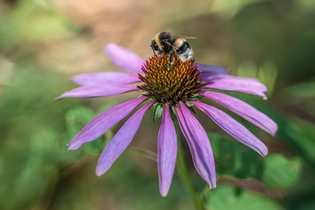 Flor morada con una abeja