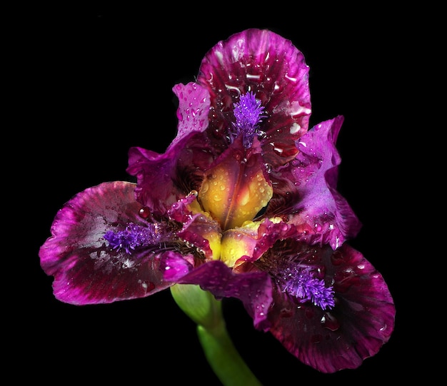 una flor morada y amarilla con gotas de lluvia