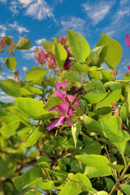 Foto una flor morada está en un arbusto verde con hojas verdes.