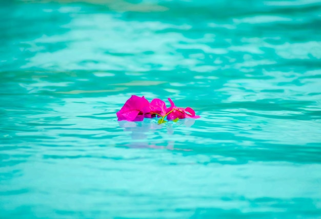 Flor morada de buganvillas en la superficie de la piscina