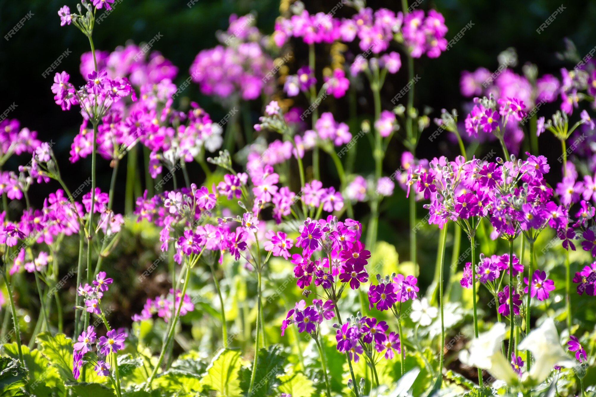 Flor morada en el campo del jardín. | Foto Premium