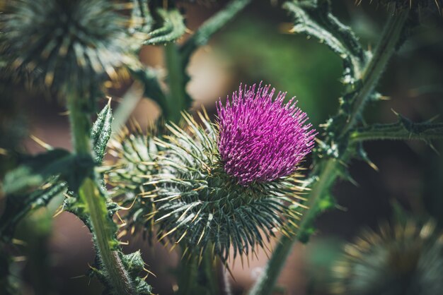 Foto flor morada de un cardo en un jardín.