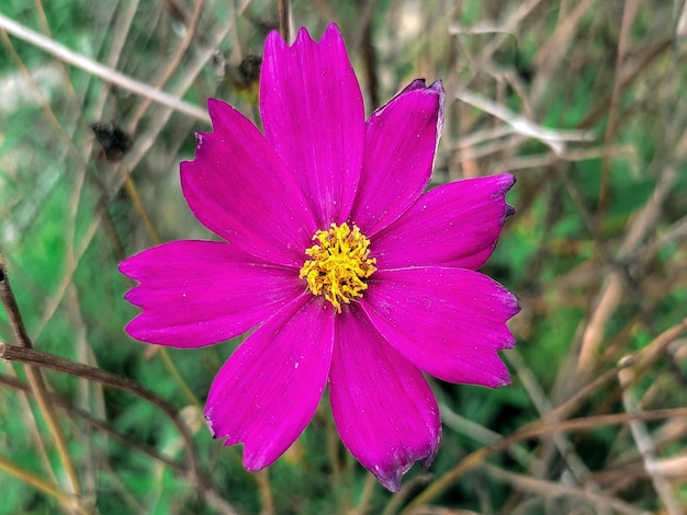 Una flor morada con un centro amarillo está en un campo.