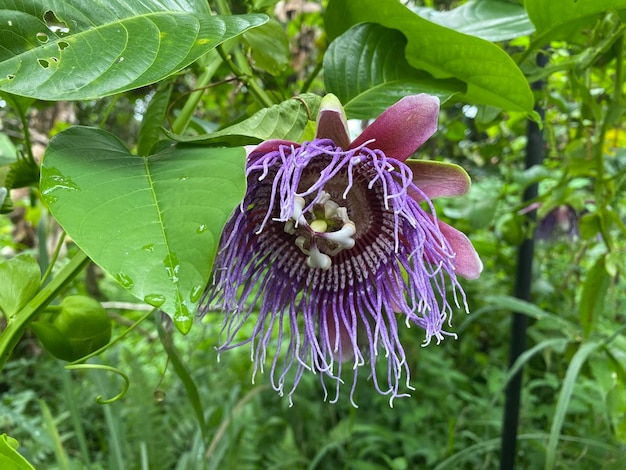 Una flor morada con un centro blanco y un centro amarillo.