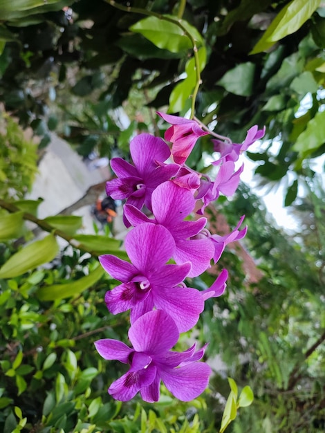 Una flor morada con un centro blanco cuelga de un árbol.