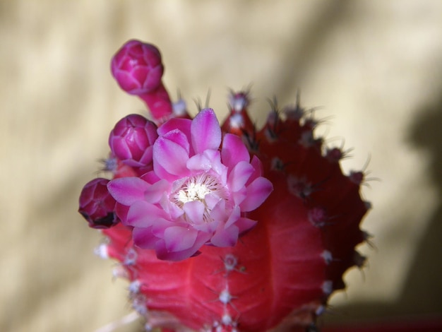 Una flor morada con un centro blanco.