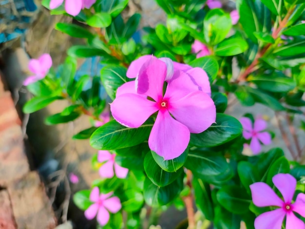 Una flor morada con un centro rojo está en el centro de la flor.