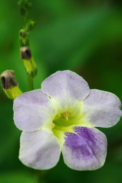 Flor morada de cerca