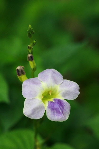 Flor morada de cerca