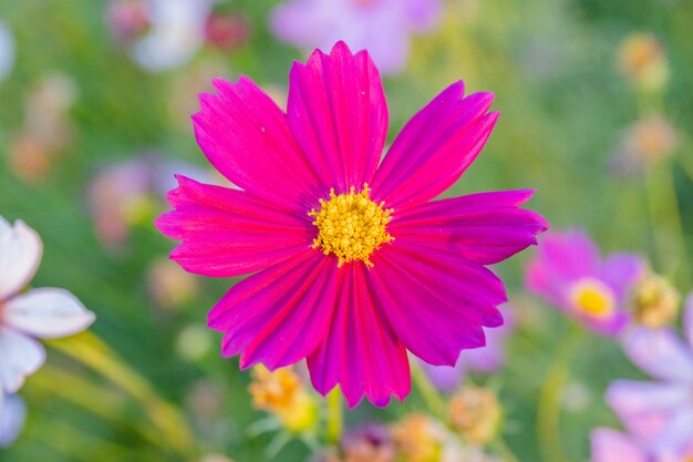 flor morada de cerca