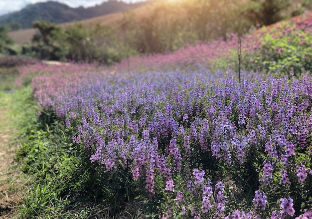 Flor morada como campo de lavanda en la montaña