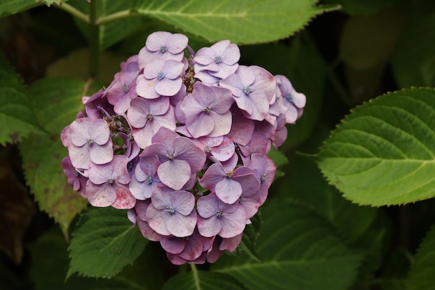 Flor morada de la especie Hydrangea macrophylla