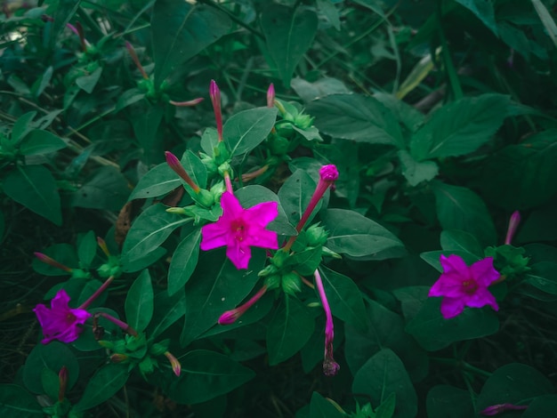 Una flor morada está en medio de un campo verde.