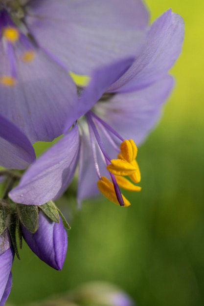 Flor morada con estambres amarillos