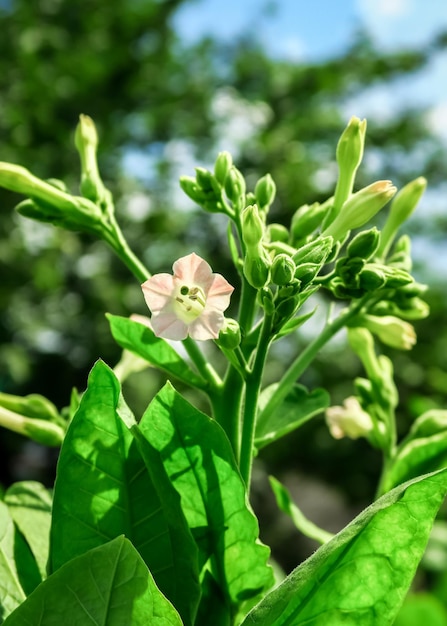 una flor morada florece en un arbusto de tabaco turco. concepto de cultivo de tabaco