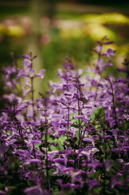 Flor morada y fondo borroso en el filtro de tono vintage del jardín