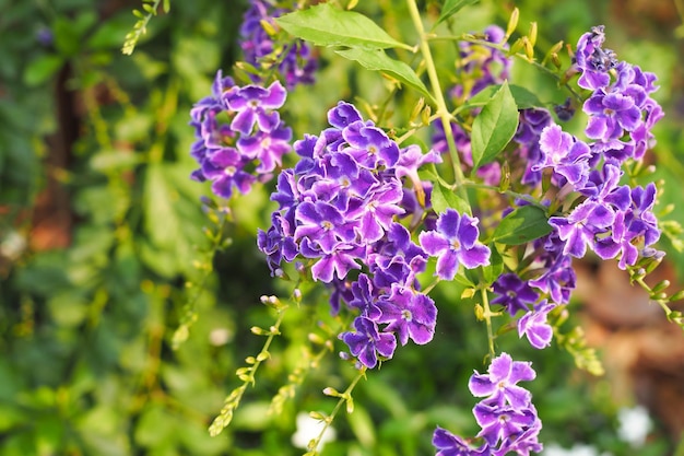 Flor morada con fondo de naturaleza de hojas verdes en el jardín