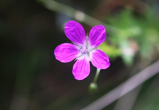 Flor morada de geranio salvaje