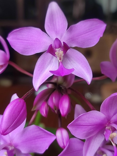 Una flor morada con un gran centro rosa.