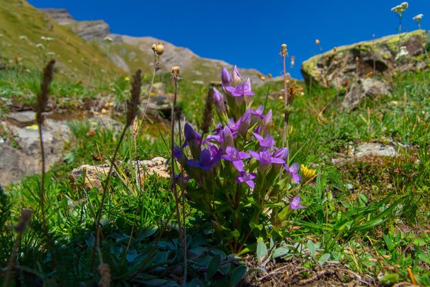 Una flor morada en la hierba