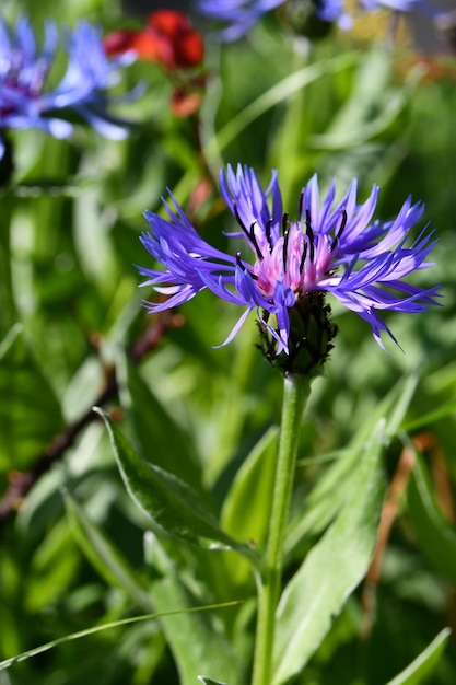 Una flor morada con una hoja verde en el fondo