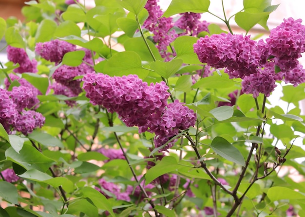 Una flor morada con hojas verdes y flores moradas.