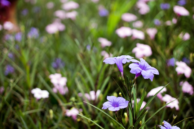 Flor morada en el jardín para el fondo