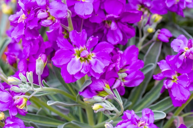 Flor morada en el jardín. Nombre científico; mattiola incana