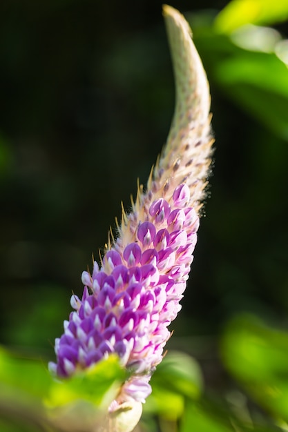 flor morada en el jardín