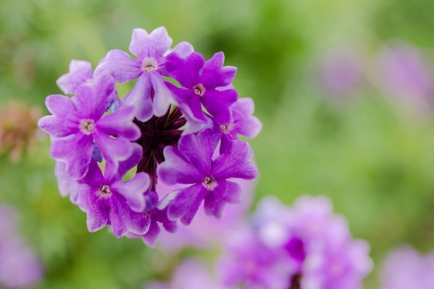 flor morada en el jardin