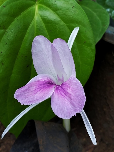 Una flor morada en el jardín.