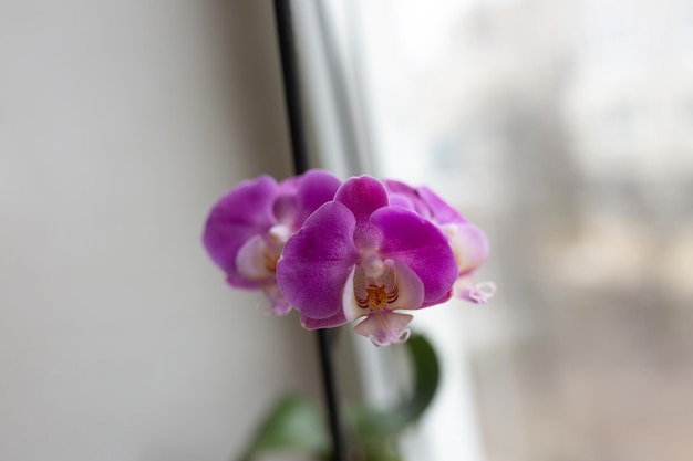 Una flor morada en una maceta