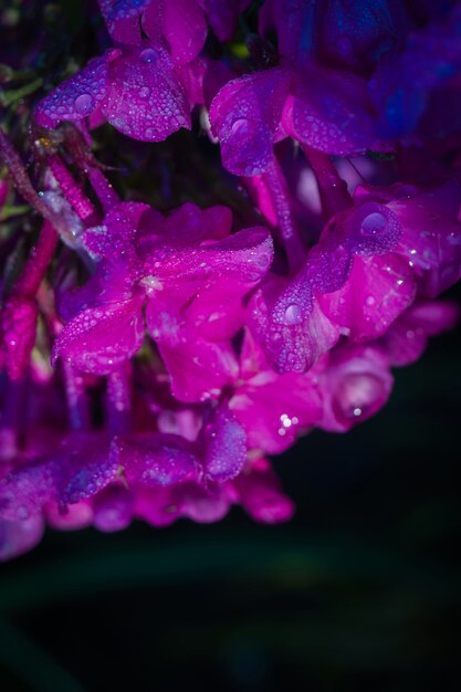 Flor morada con macro de rocío