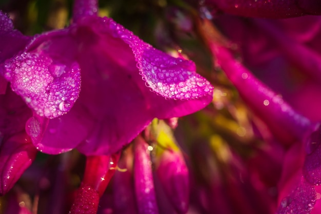 Flor morada con macro de rocío