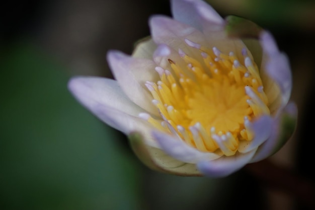 Una flor morada con manchas amarillas