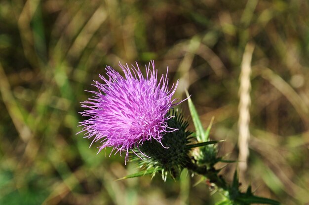 Una flor morada con la palabra cardo