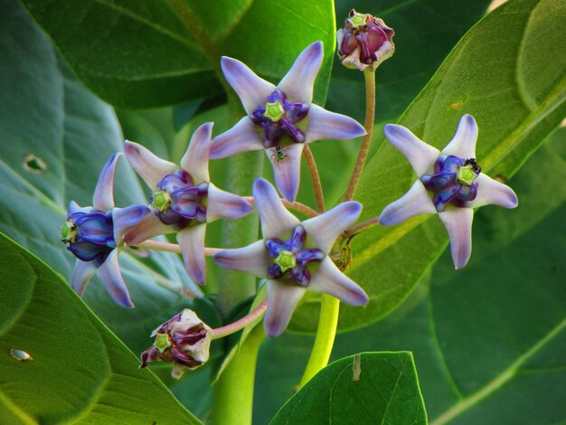 Flor morada pecado la mañana