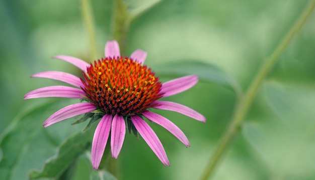 Una flor morada con pétalos amarillos y rojos.