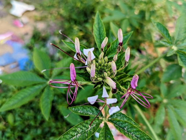 Una flor morada con pétalos blancos y un centro morado.