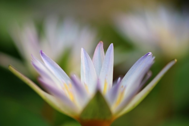 Una flor morada con pétalos morados y amarillos.