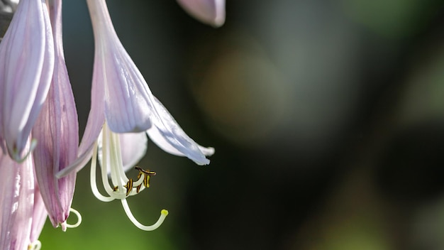 Flor morada con pistilos largos sobre un fondo verde soleado Banner