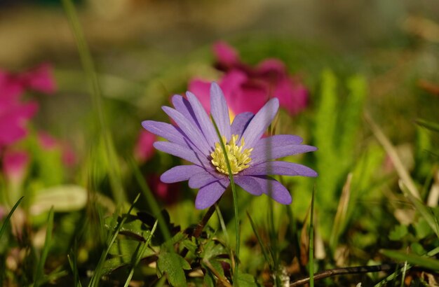 flor morada, primer plano, azafrán