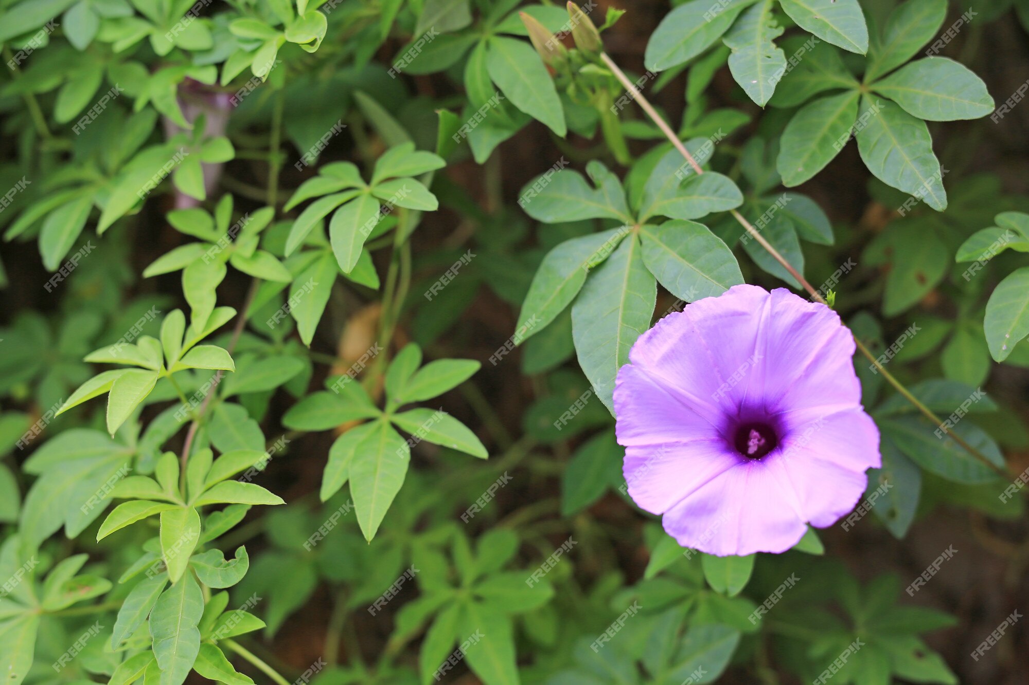 Flor morada que la gente tailandesa llama planta craker conocida como  maleza e hierba | Foto Premium
