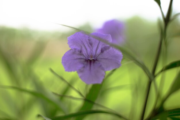 Flor morada sobre fondo natural